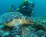 Schildkröte Maaya Thila Ari Atoll Malediven