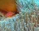 Anemone mit Büschelbarsch/Jina Reef