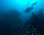 Glasfischschwärme im Baa Atoll
