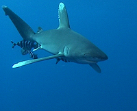 Longimanus - Hai beim Tauchen im Roten Meer