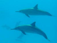 Tauchen mit Delphinen in Ägypten