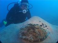 Coral Garden - Safaga - gypten - Dive the World 