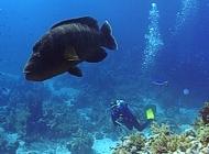 Safaga Coral-Garden 2 - gypten - Dive the World 